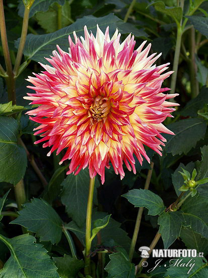 Dahlia