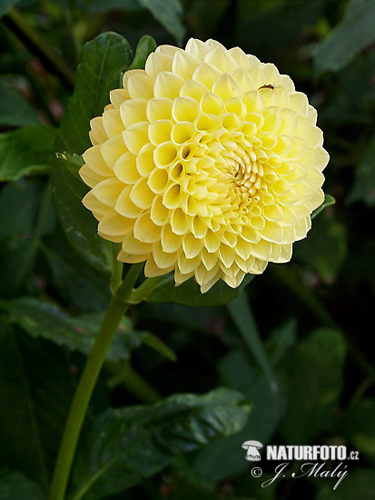 Dahlia