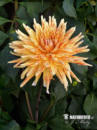 Dahlia