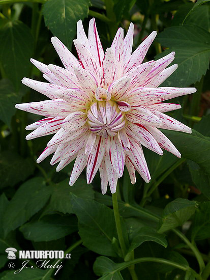 Dahlia