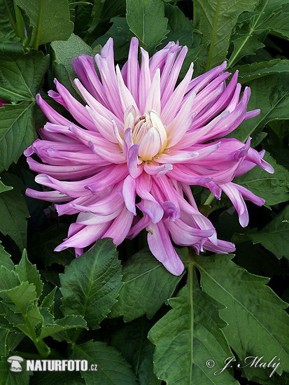 Dahlia