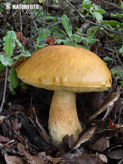 Dapper Bolete Mushroom (Leccinellum lepidum)