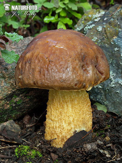 Dapper Bolete Mushroom (Leccinellum lepidum)