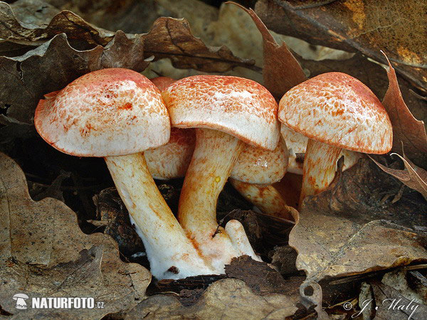 Dappled Webcap Mushroom (Cortinarius bolaris)