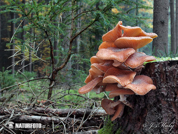 Dark Honey Fungus Mushroom (Armillaria ostoyae)