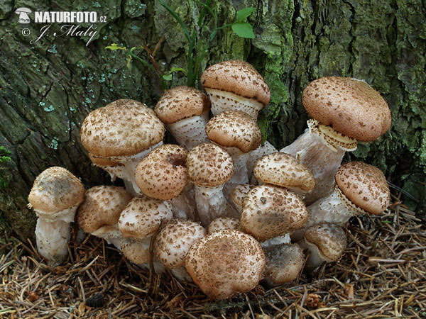 Dark Honey Fungus Mushroom (Armillaria ostoyae)