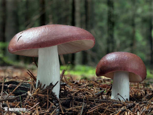 Darkening Brittlegill Mushroom (Russula vinosa)