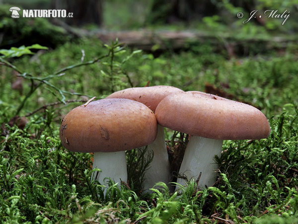 Darkening Brittlegill Mushroom (Russula vinosa)