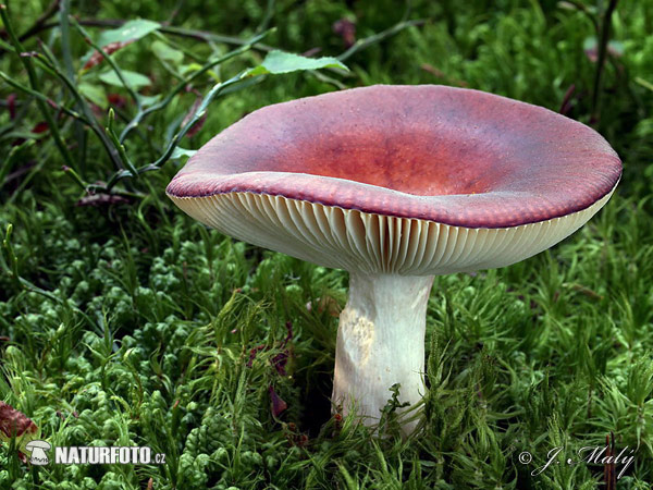 Darkening Brittlegill Mushroom (Russula vinosa)