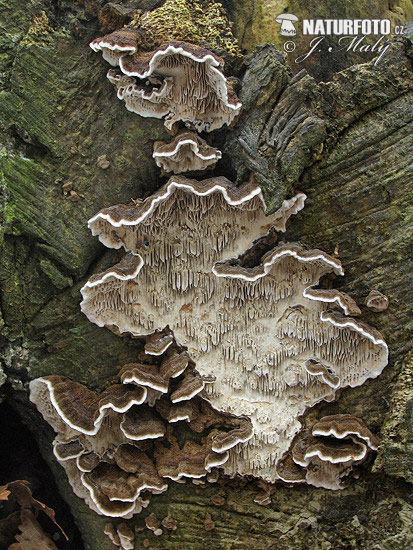 Datronia mollis