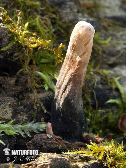 Dead Moll's Fingers Mushroom (Xylaria longipes)
