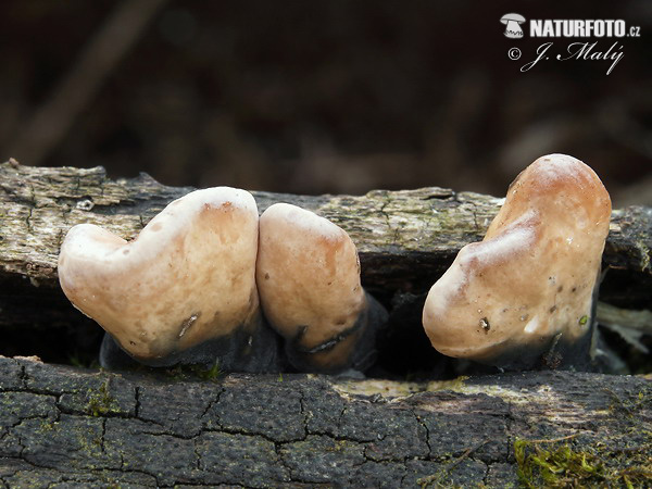Dead Moll's Fingers Mushroom (Xylaria longipes)