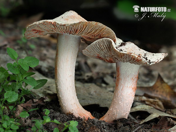 Deadly Fibrecap Mushroom (Inocybe erubescens)