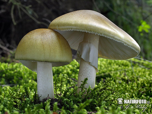 Death Cap Mushroom (Amanita phalloides)