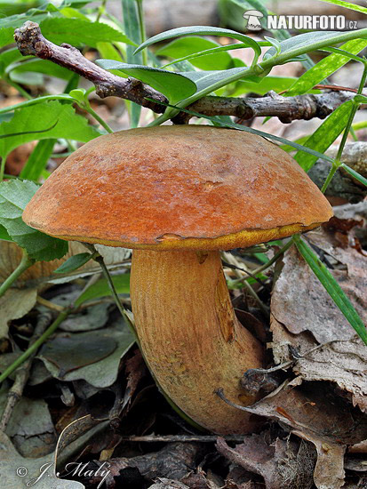 Deceiving Bolete Mushroom (Boletus queletii)