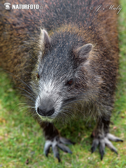 Desmarests hutia