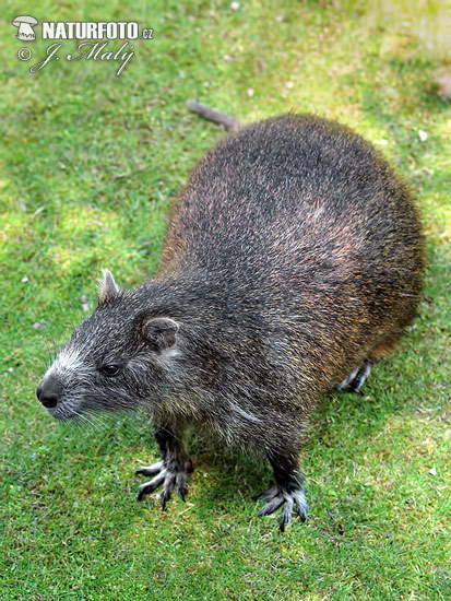 Desmarests hutia