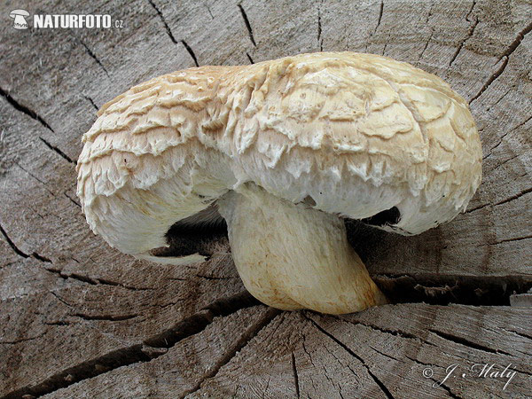 Destructive Pholiota Mushroom (Pholiota populnea)
