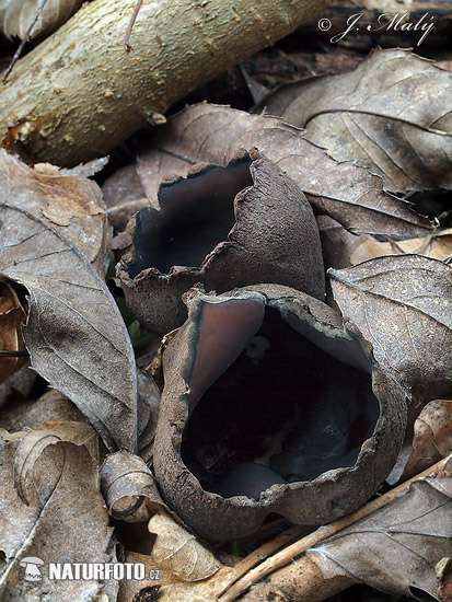 Devil's Urn Mushroom (Urnula craterium)
