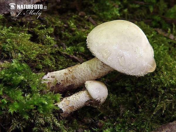 Dewdrop Dapperling Mushroom (Chamaemyces fracidus)