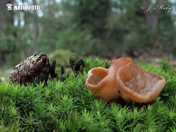 Discina ancilis Mushroom (Discina ancilis)