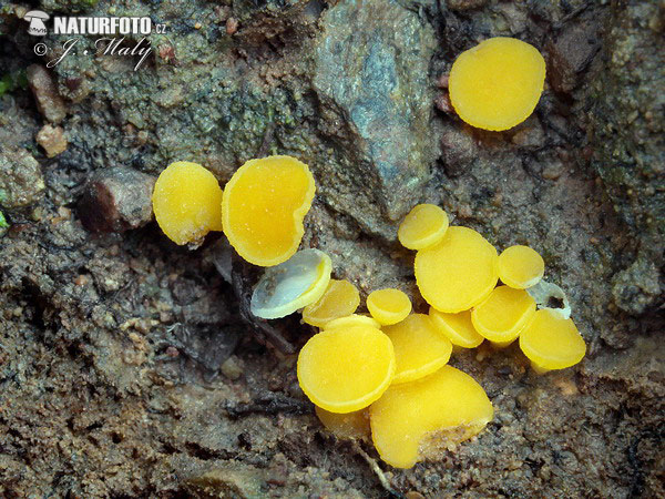 Discinella terrestris Mushroom (Discinella terrestris)