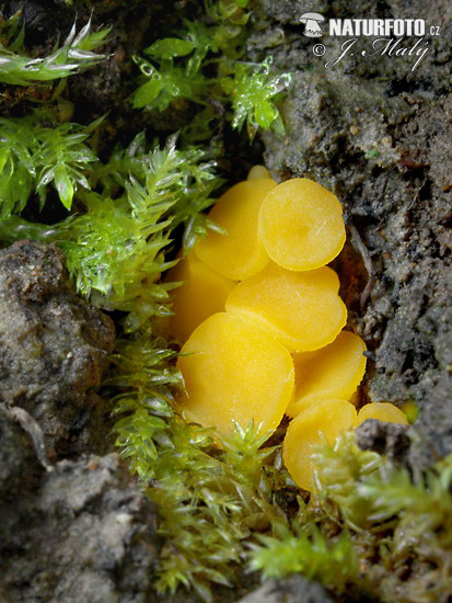 Discinella terrestris