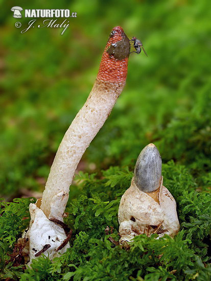 Dog Stinkhorns Mushroom (Mutinus caninus)