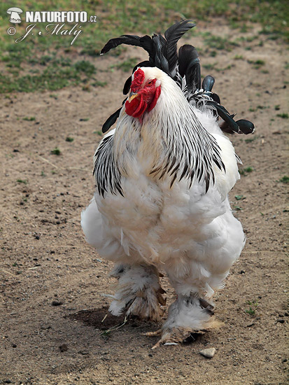 Domestic Cock (Gallus gallus f. domesticus)