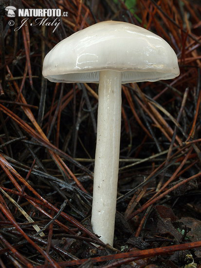 Dripping Slimecap Mushroom (Limacella illinita)