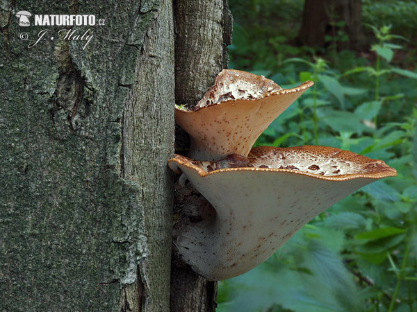 Dryad´s Saddle Mushroom (Polyporus squamosus)