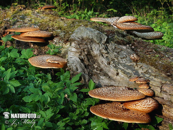 Dryad´s Saddle Mushroom (Polyporus squamosus)