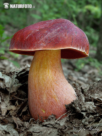 Dupain’s bolete Mushroom (Rubroboletus dupainii)