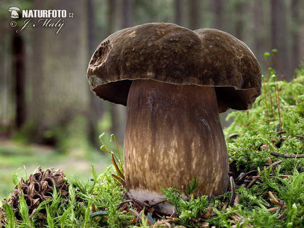 Dusky Bolete Mushroom (Porphyrellus porphyrosporus)