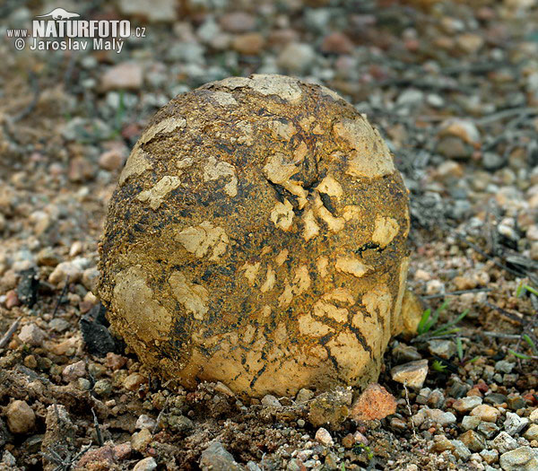 Dyeball Mushroom (Pisolithus arhizus)