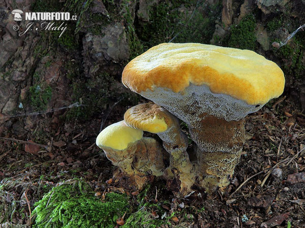 Dyer's Mazegill Mushroom (Phaeolus schweinitzii)