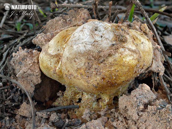 Earthball - Scleroderma meridionale Mushroom (Scleroderma meridionale)