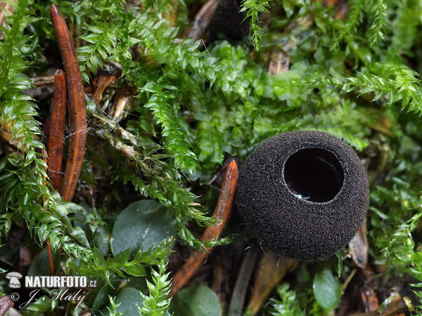 Ebony cup Mushroom (Pseudoplectania nigrella)