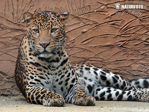 El leopardo de Java