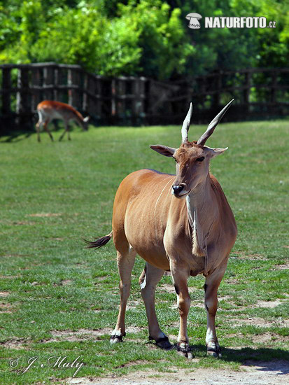 Eland antilopa