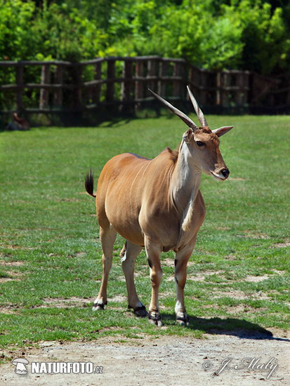 Eland común