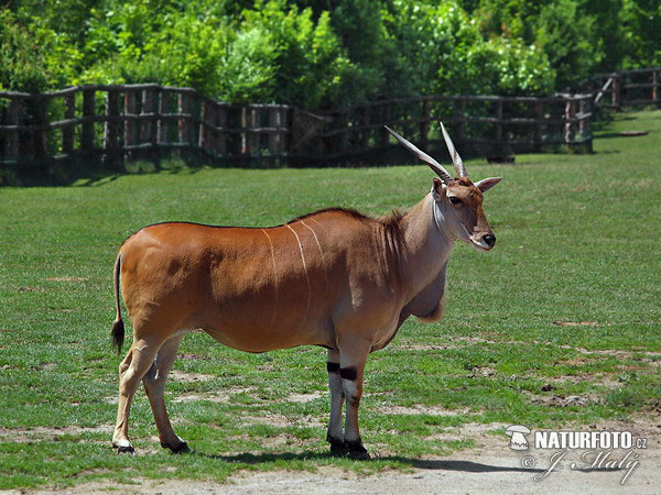 Elandantilope