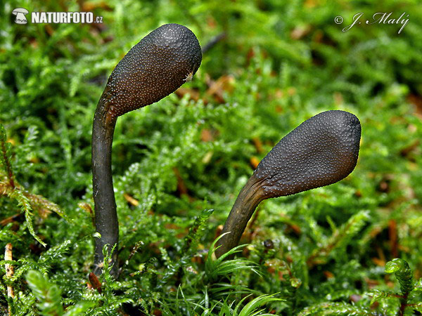 Elaphocordyceps ophioglossoides