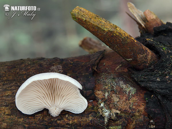 Elastic Oysterling Mushroom (Panellus mitis)
