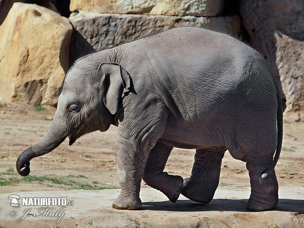 Elefant asiàtic