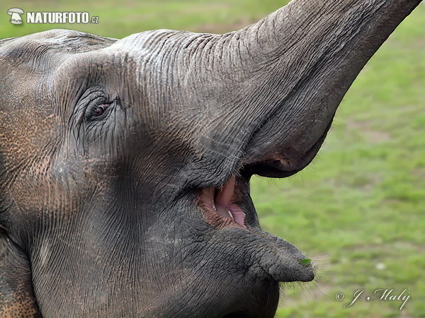 Elefante asiático