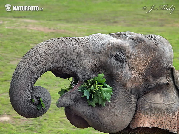 Elefante asiatico