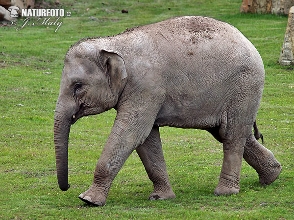 Elefante asiatico