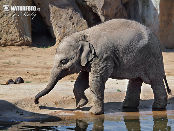 Elefante asiatico