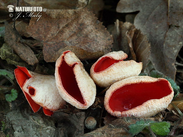 Elfcup - Sarcoscypha jurana Mushroom (Sarcoscypha jurana)